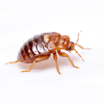 Bed Bugs