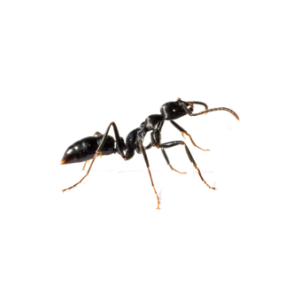 Ants