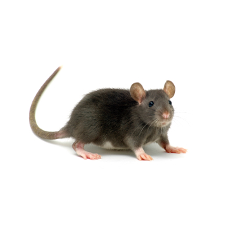 Rodents