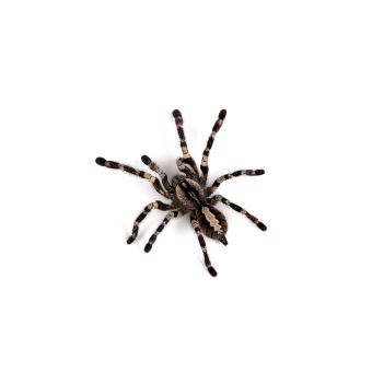 Spiders