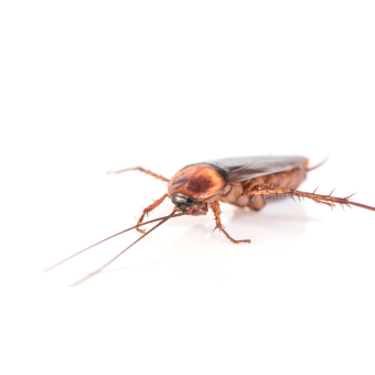 Roaches