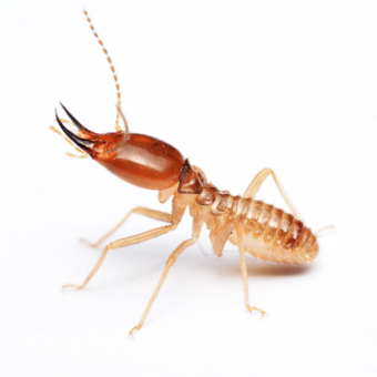 Termites