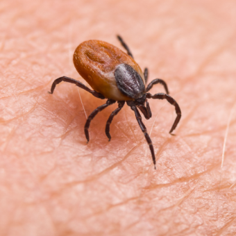 Ticks