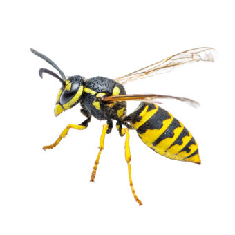 Stinging Insects
